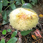 Yellow-Orange Fly Agaric