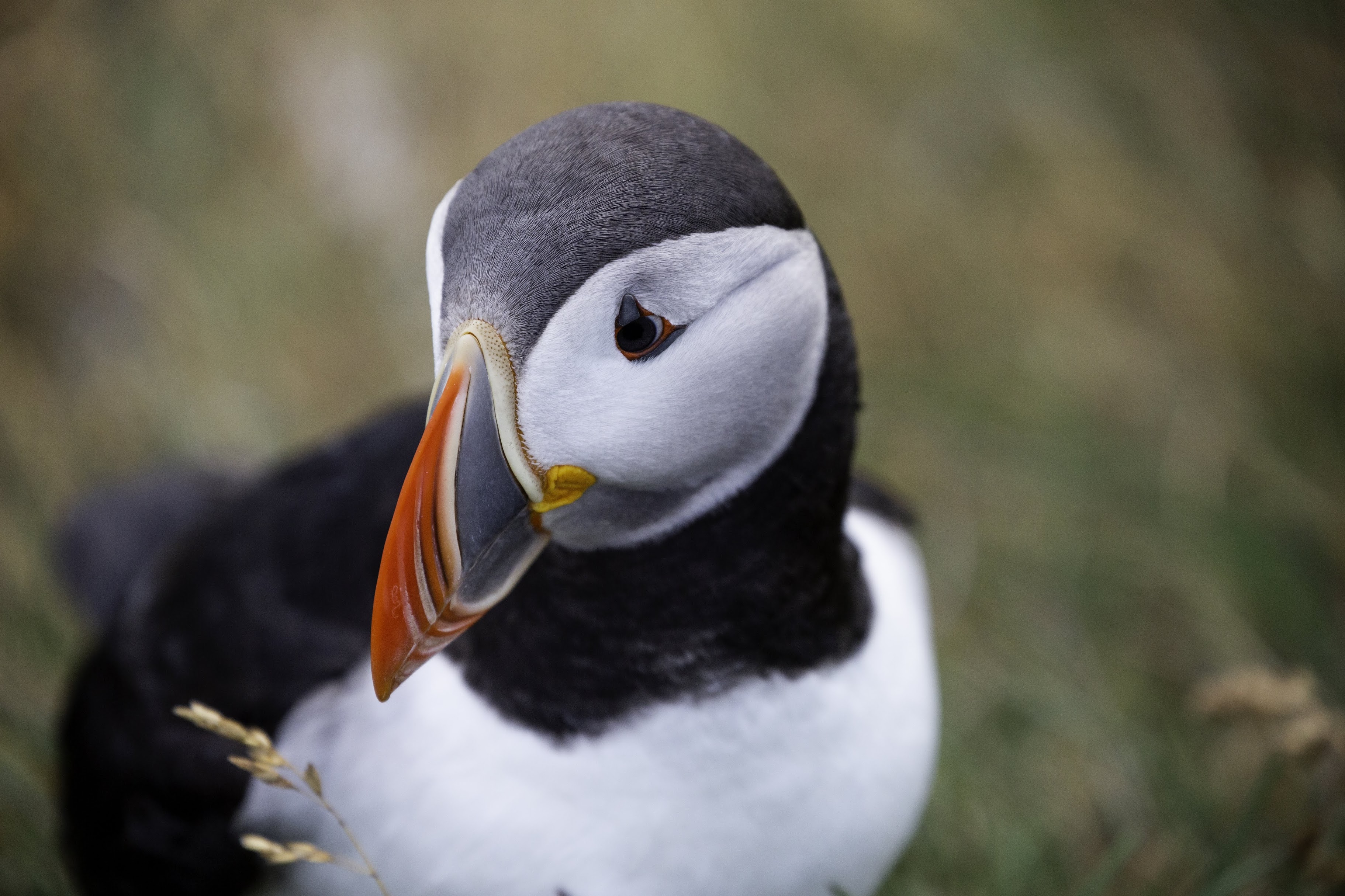 Исландия - родина слонов (архипелаг Vestmannaeyjar, юг, север, запад и Центр Пустоты)