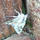 Faint spotted angle moth