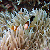 Clark's Anemonefish