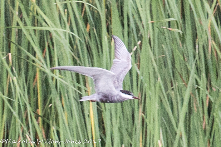 Whiskered Tern; Fumarel Cariblanco