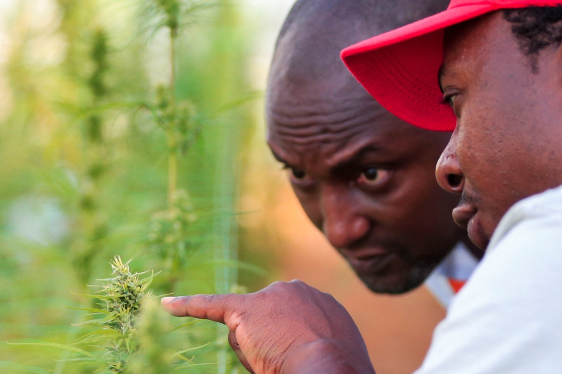 Munyaradzi Nyanungo, a cannabis farmer, gestures inside a green house in Bromley, a village in Mashonaland East province in Zimbabwe.