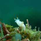 Nudibranch