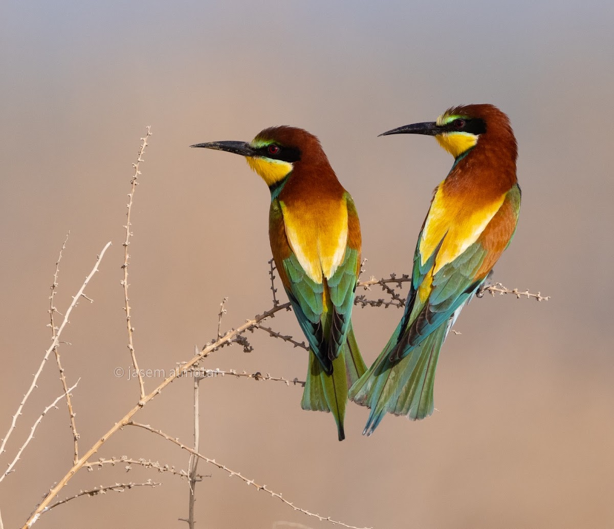 European bee-eater