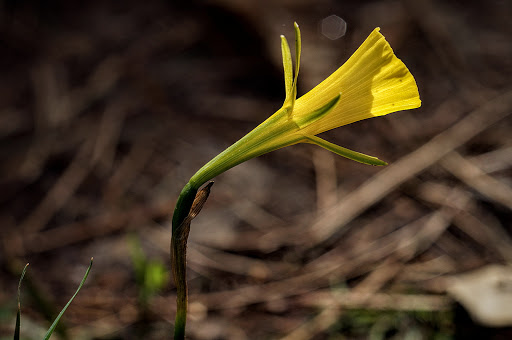 Narcissus bulbocodium