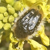 Apple Blossom Beetle