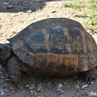 Hermann's tortoise