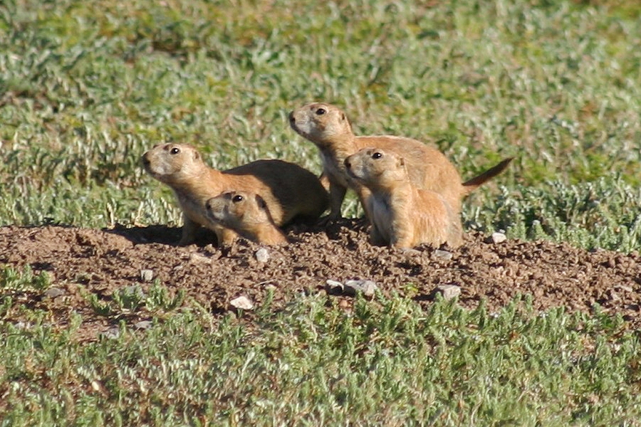 Black-Tailed Prairie Dog