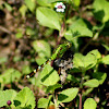 Eastern Pondhawk Dragonfly (female)