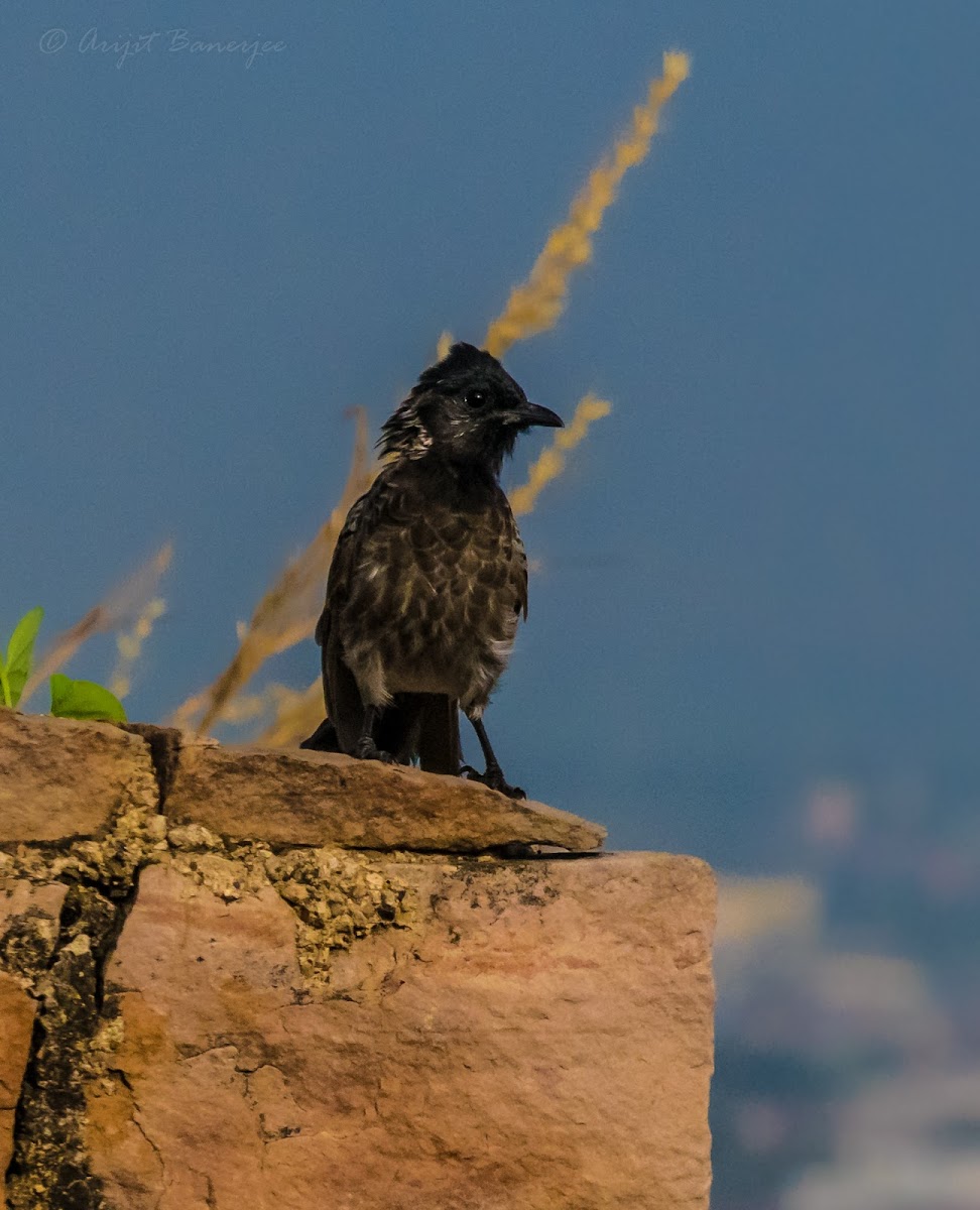 Red-vented bulbul