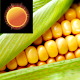 Download Corn Weather Clock Widget For PC Windows and Mac 1.0