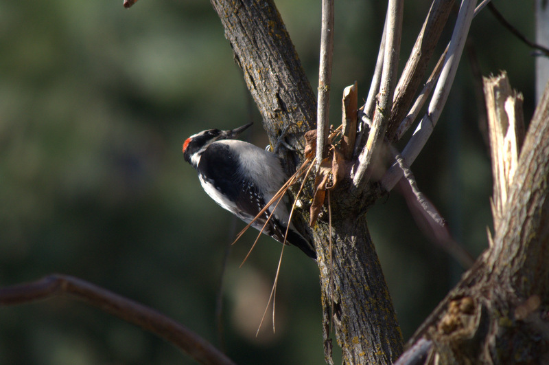 Hairy woodpecker