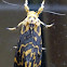 Footman moth