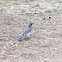 California Scrub Jay