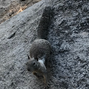 Eastern gray squirrel