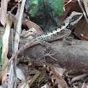 Emma Gray's Forest Lizard