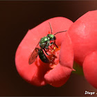 Sweat Bee