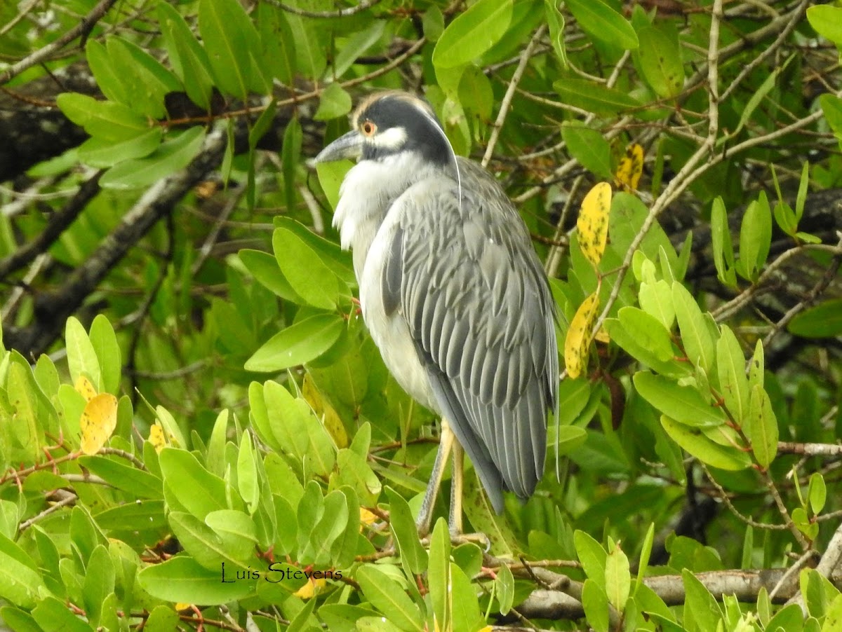 Yellow-crowned Night-Heron