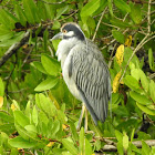 Yellow-crowned Night-Heron