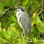 Yellow-crowned Night-Heron