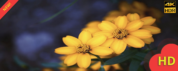 Yellow Roses Wallpaper & Yellow Flowers Theme marquee promo image