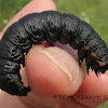 Dusky Hooded Owlet Caterpillar