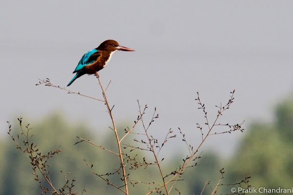 Balance is of the utmost importance when life takes you to the edge! (White-throated kingfisher // Halcyon smyrnensis)