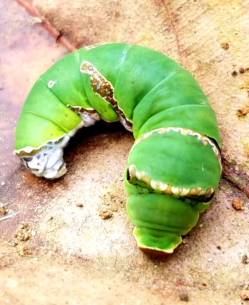 Common mormon Caterpillar