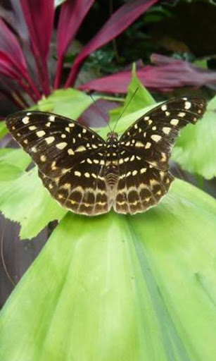 Butterfly Gorge Hainan