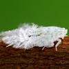 Ricaniid Planthopper