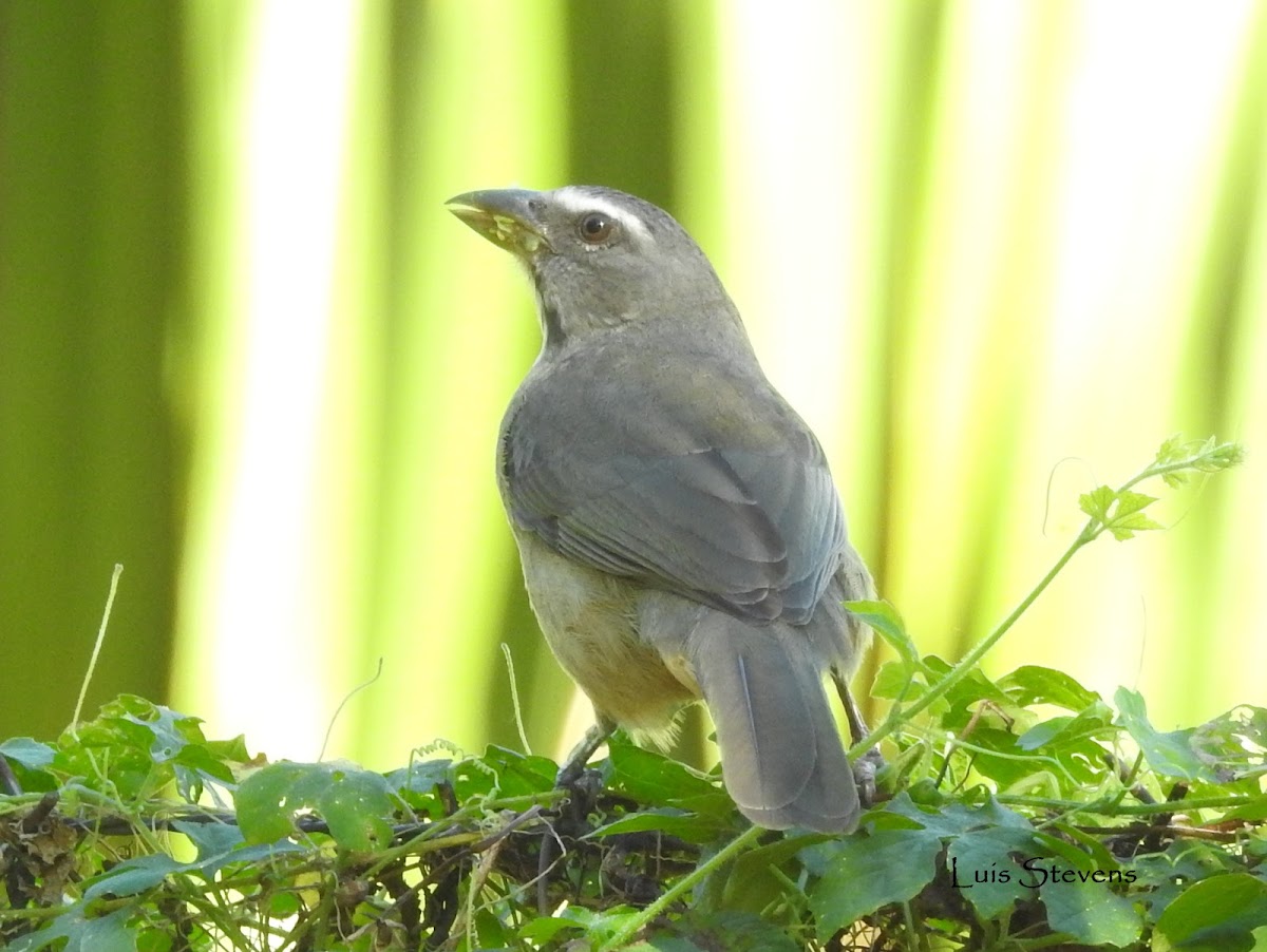 Grayish Saltator