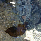 European sea slug