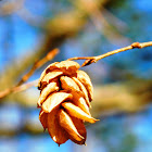 Eastern Hop-Hornbeam