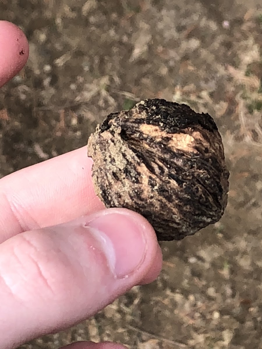 Black walnut