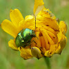 Leaf beetle