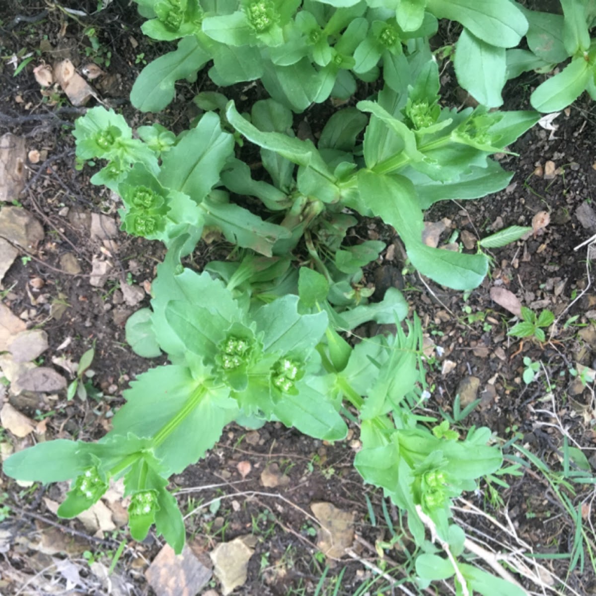 Beaked cornsalad