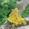 Sunburst lichen