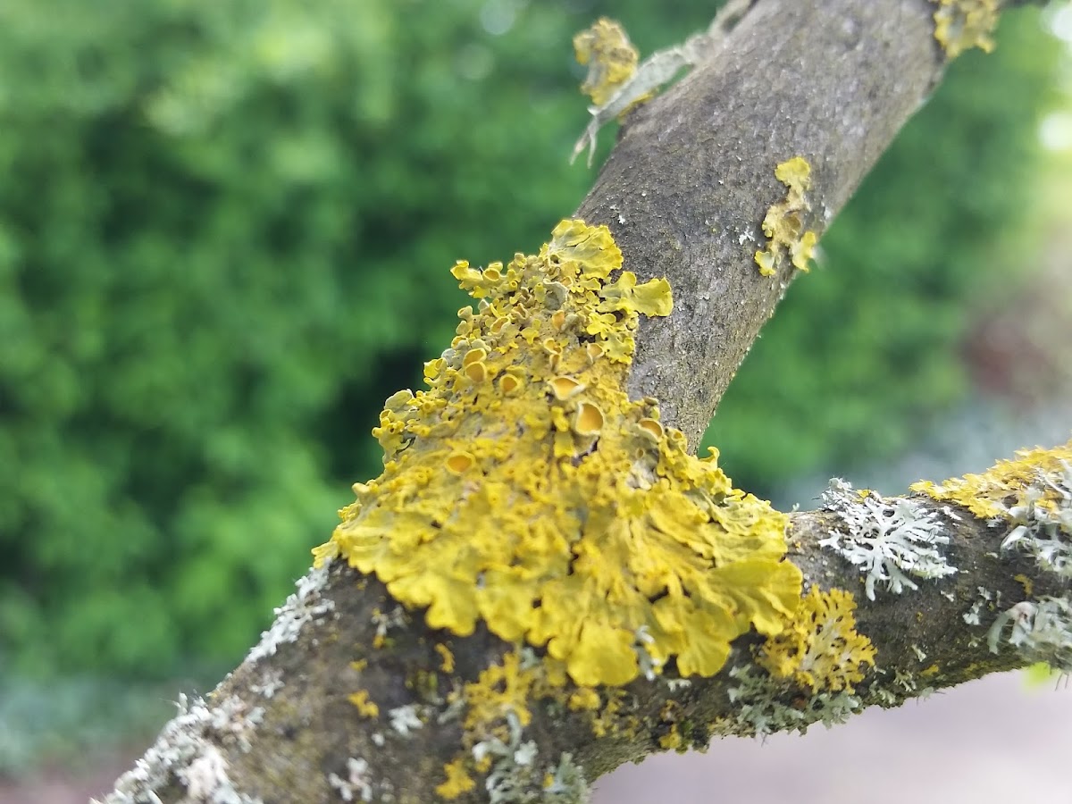 Sunburst lichen