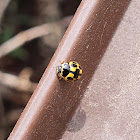 14 spotted ladybird beetle