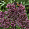 Spotted Joe-Pye Weed