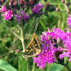 Unknown Skipper