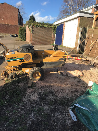 Alder tree removal 