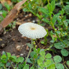 unidentified mushroom