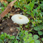 unidentified mushroom