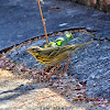 Olive-Backed Pipit ( रूख चुइँया )