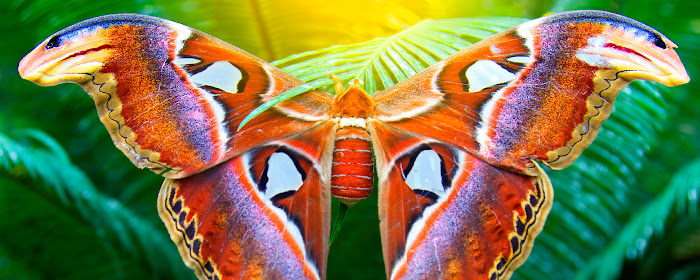 Moths HD Wallpapers New Tab Theme marquee promo image