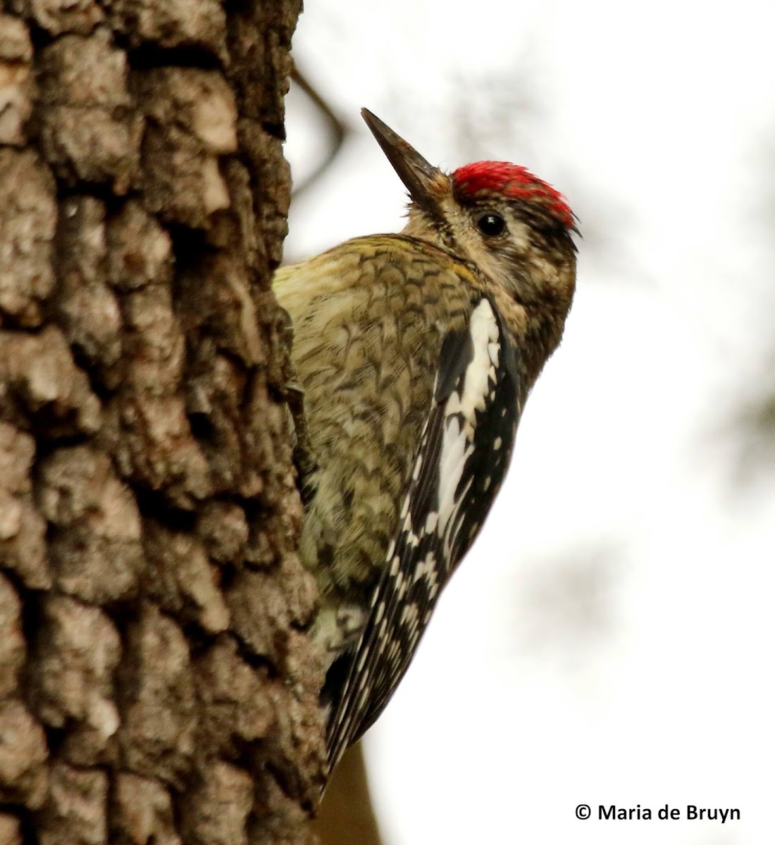 Yellow-bellied sapsucker