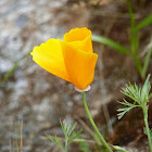 California Poppy