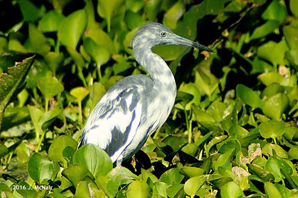 Little Blue Heron - immature