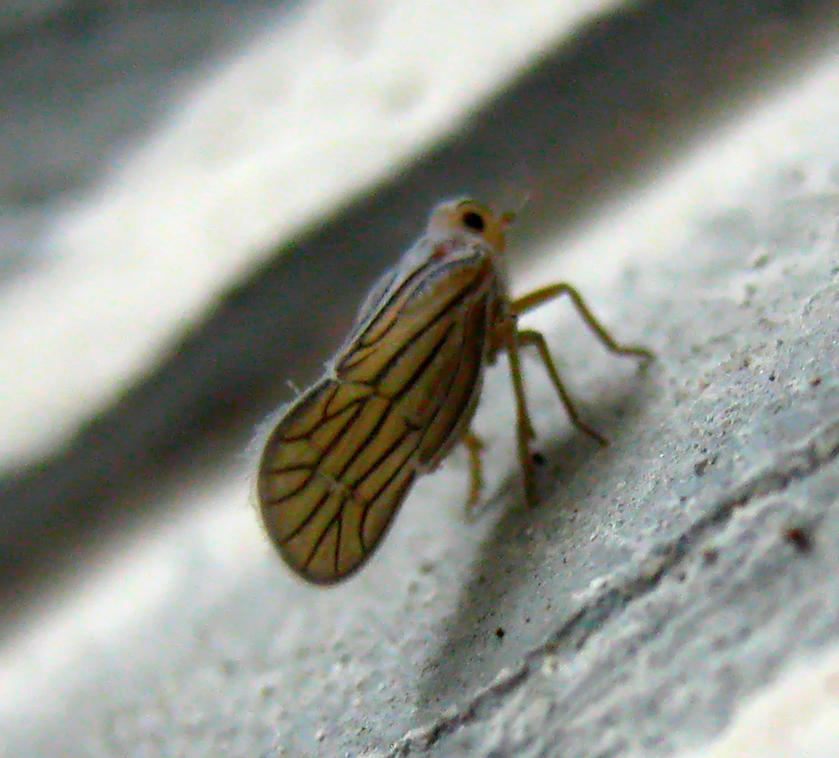 Meenoplid Pygmy Planthopper